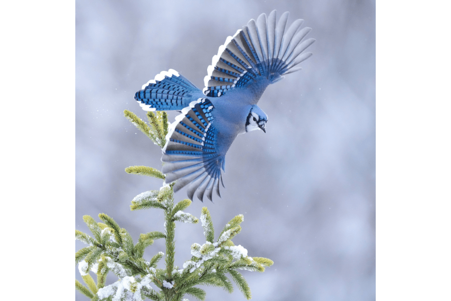 A blue jay mid take off off of a snow covered pine branch