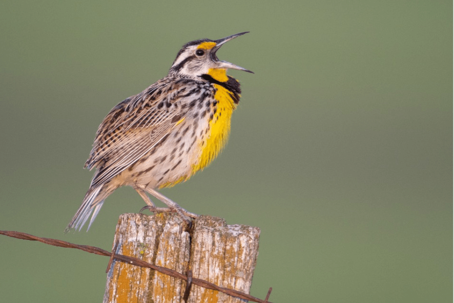 An eastern meadowlark calling from a fence post