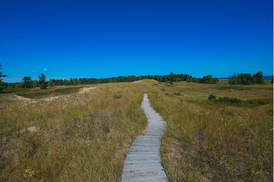 private land restoration blog - prairie with yellow, white, and purple flowers in it