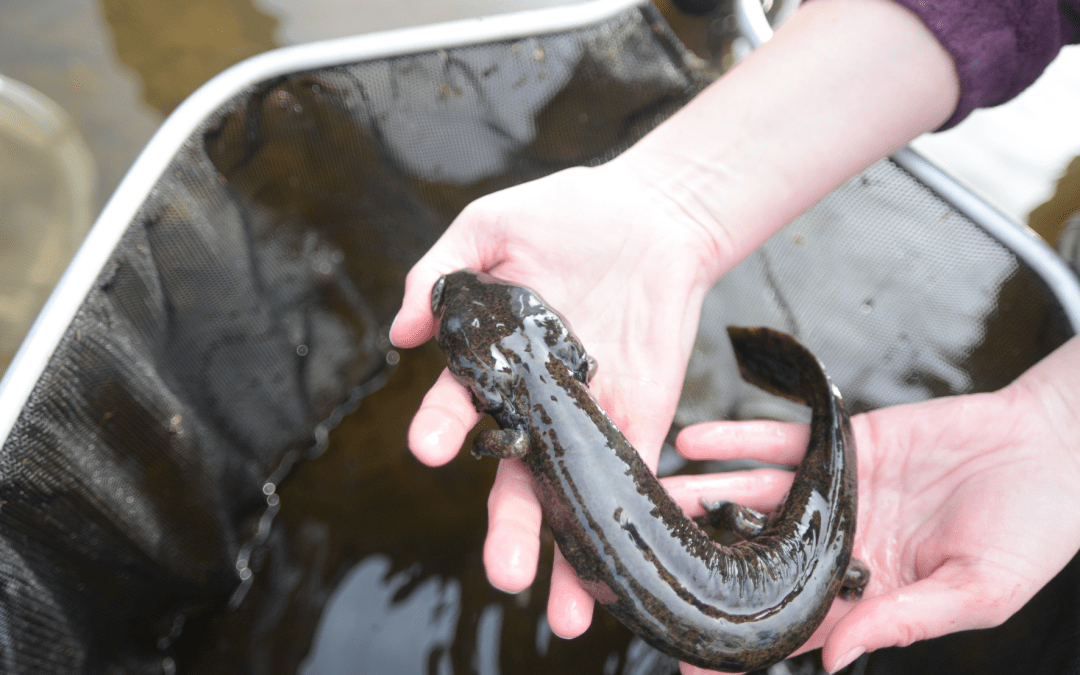mudpuppy, photo by Heather Kaarakka, WDNR