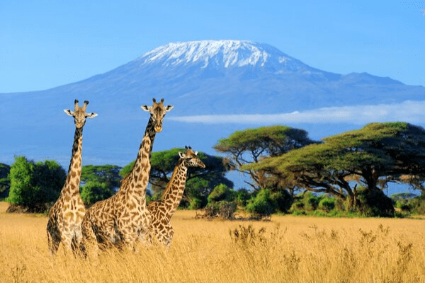 The Wonders of Africa