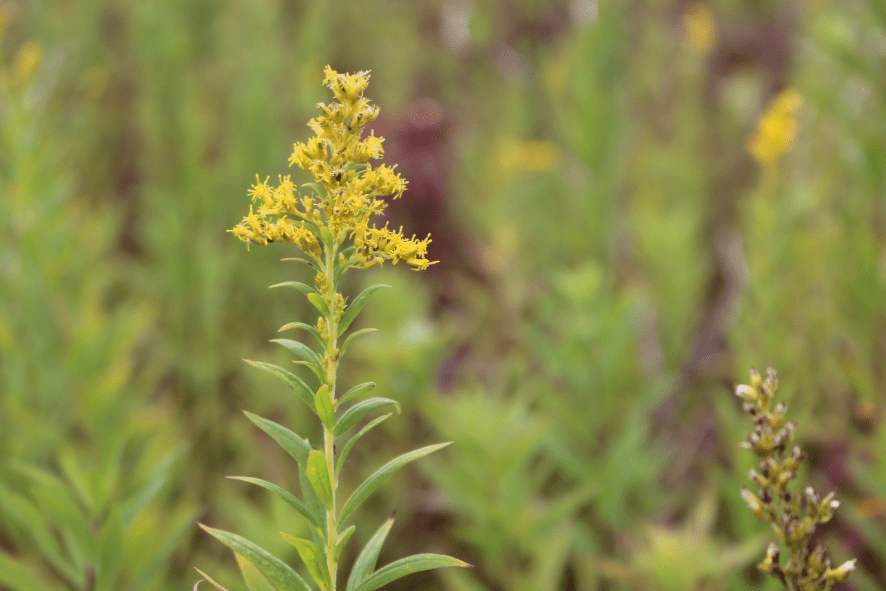 Close up of yellow flower in a prairie