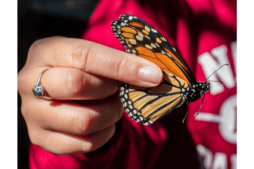 close up of a person holding a monarch butterfly