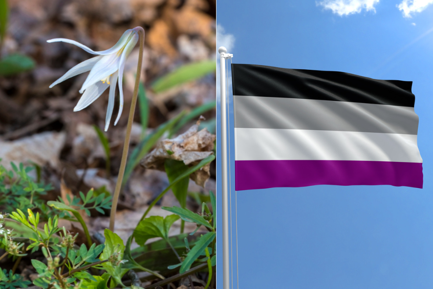 A close-up of a trout lily in the grass. Asexual pride flag in the sky.