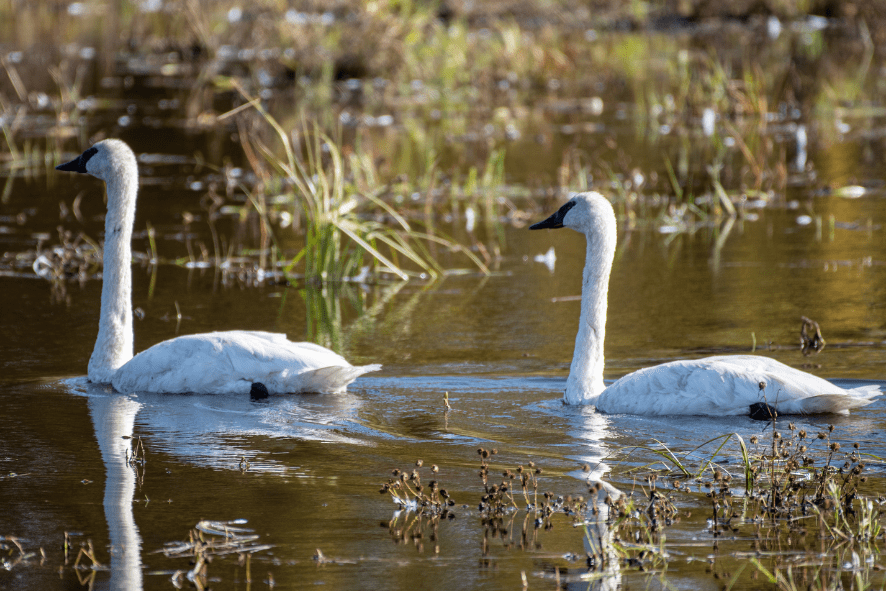 Two trumpeter swans in the water.